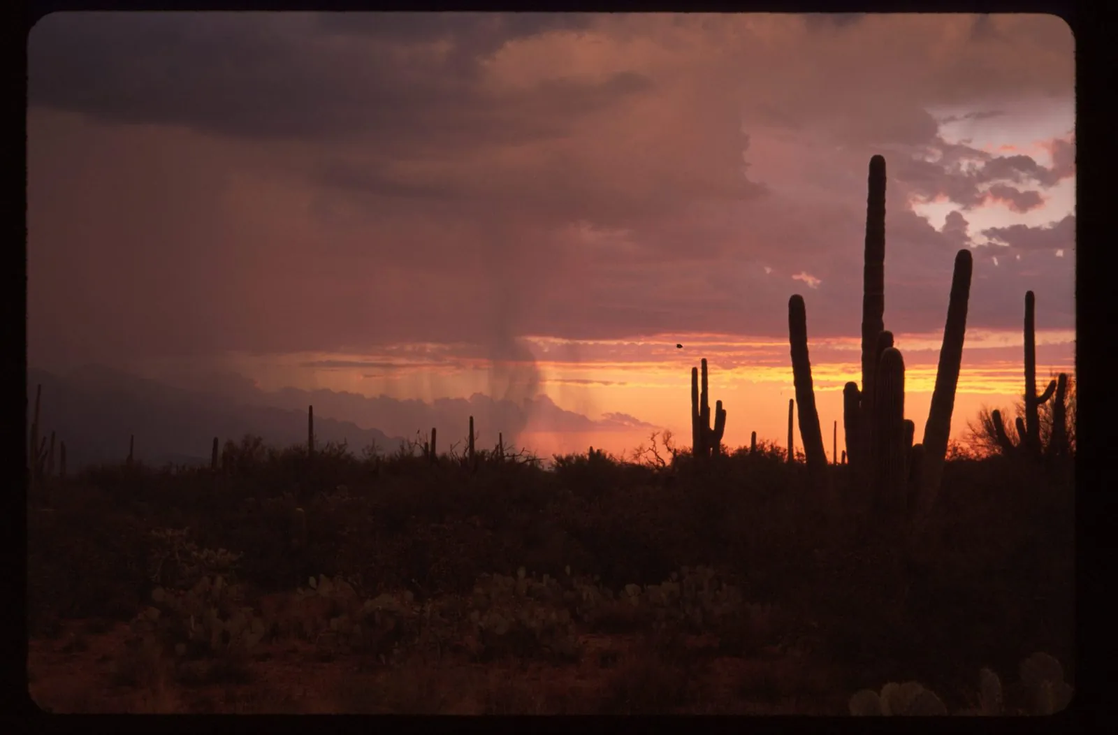 Phoenix in July: How Our Guests Beat the Heat (and Love It)